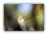 Spider ( Shallow Depth of Field )
