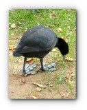 Eurasian Coot 