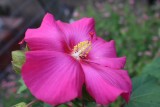 Rose Mallow 