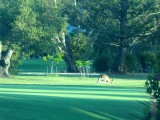Kangaroo on the Golf Course