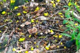 Fungi and Fallen Petals