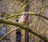 Chubby pigeon