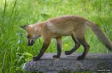 Baby Fox on concrete bench