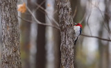 pic a tete rouge-red headed woodpecker