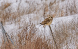 hibou des marais