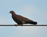 DSC_0124b.JPG