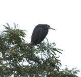 DSC_0088b.JPG