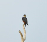 DSC_0107b.JPG