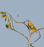 DSC_0396b.JPG