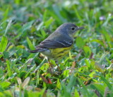 DSC_0427b.JPG