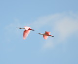 DSC_0610b.JPG