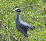 DSC_0834b.JPG