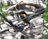 DSC_0847b.JPG