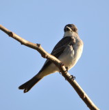 DSC_0056b.JPG