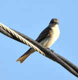 DSC_0167b.JPG