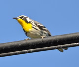 DSC_0245b.JPG