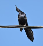 DSC_0249b.JPG