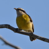 DSC_0262b.JPG