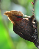 DSC_0204b.JPG