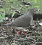 DSC_0238b.JPG