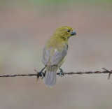 DSC_0018b.JPG