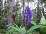 IMG_7678b.JPG