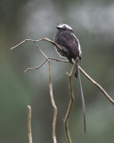 DSC_0247b.JPG