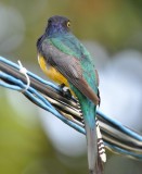 DSC_0224c.JPG