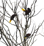 DSC_0528b.JPG