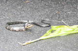 DSC_0562b.JPG