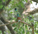 DSC_0619b.JPG