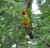 DSC_0047b.JPG