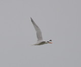DSC_0332b.JPG