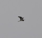 DSC_0353b.JPG