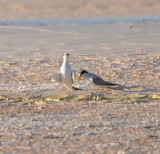 DSC_0596b.JPG