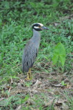 DSC_0050b.JPG