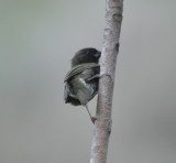 DSC_0060b.JPG