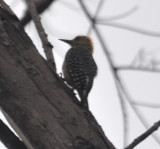 DSC_0094b.JPG