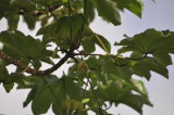 DSC_0203b.JPG