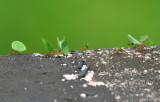 DSC_0481b.JPG