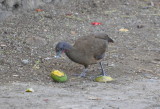 DSC_0997b.JPG