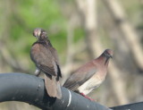 DSC_0037b.JPG