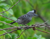 DSC_0130b.JPG