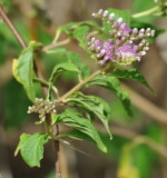 DSC_0162b.JPG