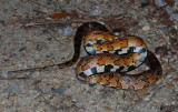 DSC_0115b.JPG