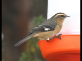 DSC_1982b.JPG