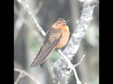 DSC_2069b.JPG