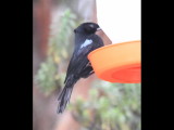 DSC_2074b.JPG
