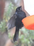 DSC_2115b.jpg
