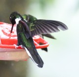DSC_2450b.jpg